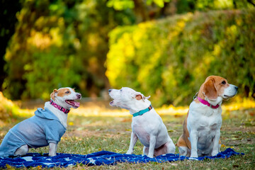A company of dogs of different breeds in the park. 