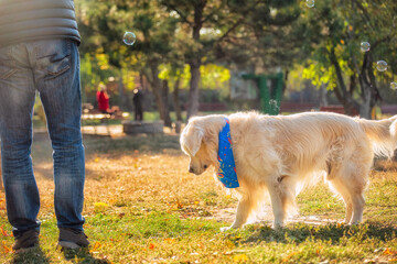 Dog golden retriever  in the  park. man walking his dog in the park
