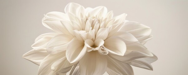 Elegant white dahlia flower on soft background