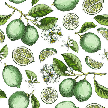 Lime fruit seamless pattern. Citrus fruit sketches watercolor style. Botanical background. Exotic plants texture. Hand drawn vector illustration. NOT AI generated