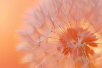 soft detailed macro photo of delicate dandelion seeds in peach pink color (5)