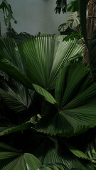 close up of licuala, palm tree background,tropical corner