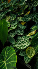 close up tropical plants,greenery,background