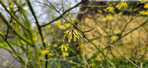 Hamamelis, witch-hazel yellow flowers in the park