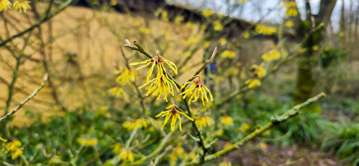 Hamamelis, witch-hazel yellow flowers in the park