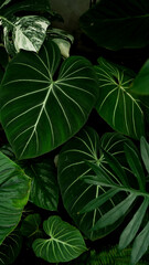 heart leaves philodendron, close up indoor plants, tropical garden