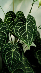 Anthurium clarinervium, heart leaves anthurium, tropical plants