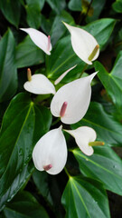 Anthurium flowers blooming, bright colorful flowers tropical garden