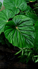 close up Philodendron plowmanii leaves texture, tropical plants