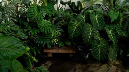 hear leaves philodendron in a tropical garden © lacastudio