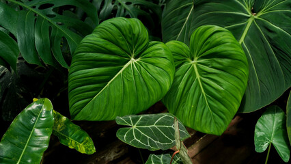 heart leaves philodendron,topical plants,indoor plants - obrazy, fototapety, plakaty