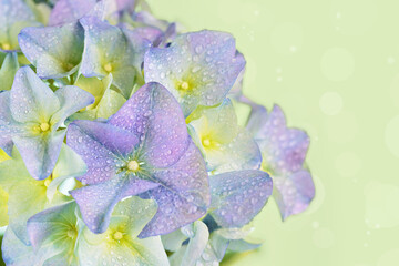 Beautiful Spring Nature background with blooming hydrangea flowers. Hortensia Flowers macro closeup...