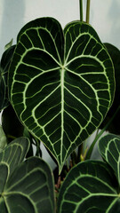 Anthurium clarinervium, heart leaves anthurium, tropical plants