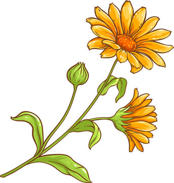 Calendula Plant with Flowers  and Leaves Colored Detailed Illustration