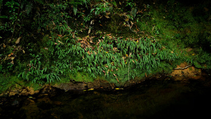fern growing beside river blank