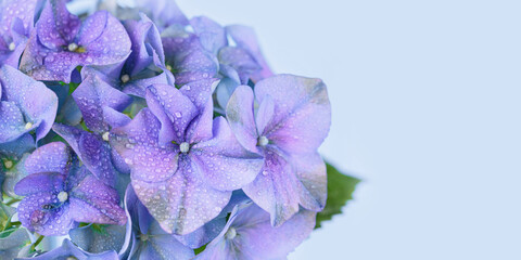 Beautiful Spring Nature background with blooming hydrangea flowers. Hortensia Flowers macro closeup...