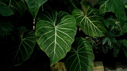close up Philodendron gloriosum, heart leaves philodendron, tropical background 