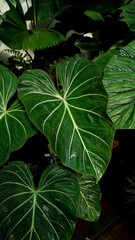 close up Philodendron gloriosum, heart leaves philodendron, tropical background 