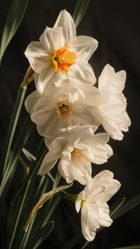 Close-up of white daffodils with orange centers