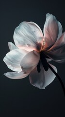 Backlit magnolia flower on a dark background