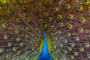 peacock,Portrait of beautiful peacock with feathers out