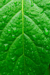 Green macro leaves,raindrops on fresh green leaves on a black background. Macro shot of water droplets on leaves. Waterdrop on green leaf after a rain.