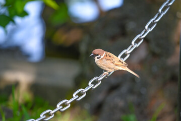 チェーンに留まるスズメ