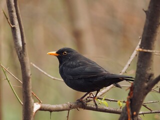Blackbird on a branch.