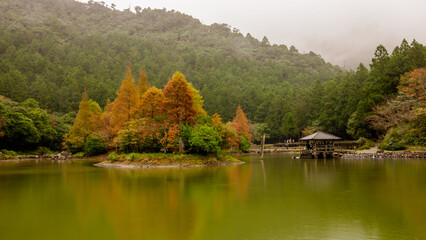 Fototapeta premium Colorful autumn vibe of bald cypress surrounded by massive green forest and a quiet log pond in the National Mingchi Forest Recreation Area, NE Taiwan.