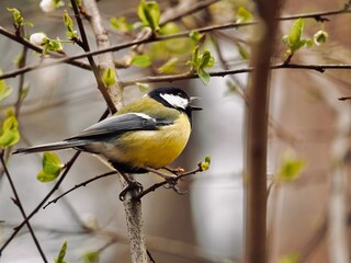 yellow wagtail on a branch