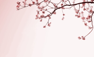 Sfondo fiori di ciliegio giapponesi in rosa