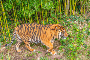 Majestic Tiger Strolling Through Dense Bamboo Forest