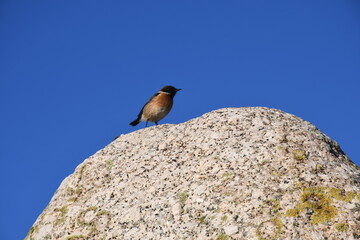 pajaro tomando sol