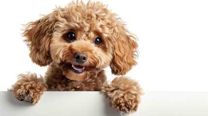 Cute and playful small brown dog with curly fur looking over a white surface with a friendly expression, showcasing its fluffy paws