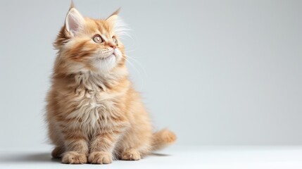 A fluffy ginger kitten sits attentively, with its eyes fixed on something above, against a neutral...