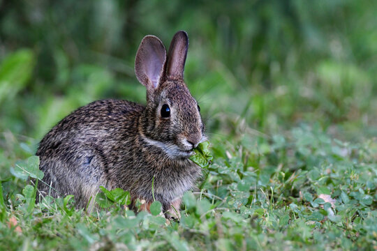 Wild Eastern Cottontail Bunny Rabbit eating leafy greens