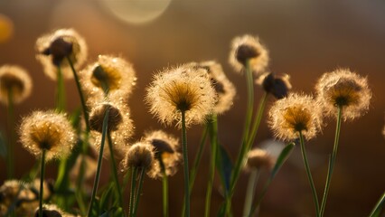 Obraz premium Soft autumn light accentuates the beauty of delicate flower seeds