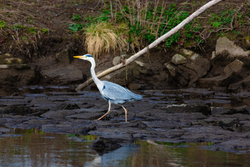 The eastern great egret, a white heron in the genus Ardea, fishing at calm water in lake