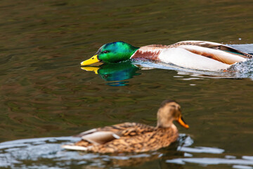 wild duck swimming in lake. water birds in park
