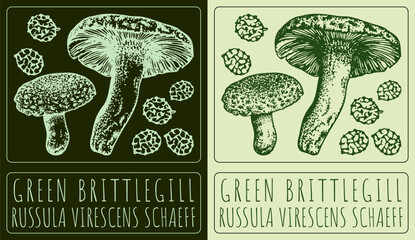 Vector drawing GREEN BRITTLEGILL. Hand drawn illustration. The Latin name is RUSSULA VIRESCENS SCHAEFF.
 - obrazy, fototapety, plakaty