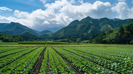 Landscape of agricultural fields set against a backdrop of misty mountains. The lush green fields are neatly arranged in rows, indicating well-maintained and possibly sustainable farming practices. 