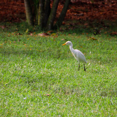 White egret in the green park