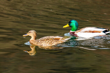 wild duck swimming in lake. water birds in park
