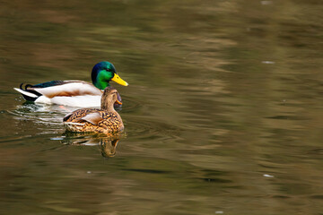 wild duck swimming in lake. water birds in park