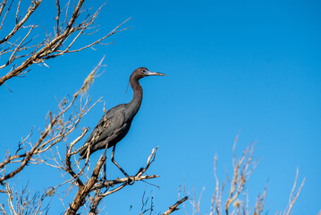 Little Blue Heron perched on a Limb in Flagler Beach, Florida