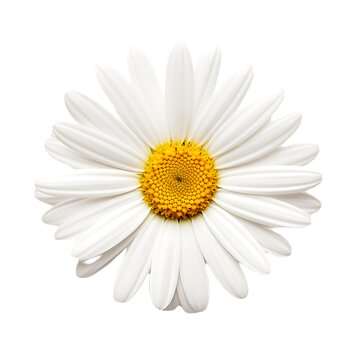 composition with daisies in spring