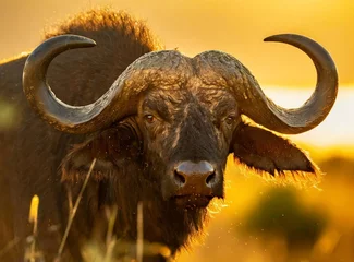 Zelfklevend Fotobehang Cape buffalo in the Savannah © D'Arcangelo Stock