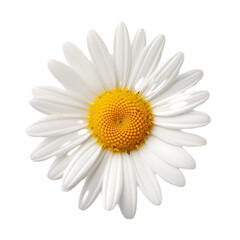 composition with daisies in spring