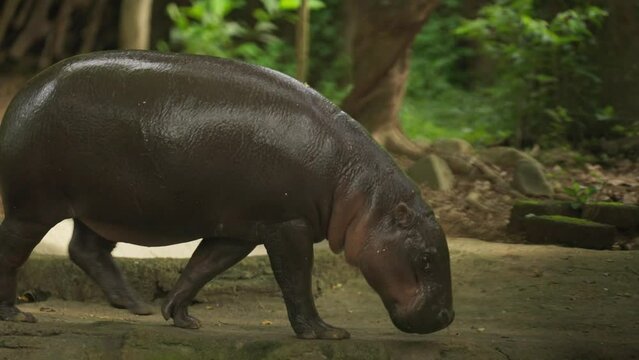  Wide Shot Of Pygmy Hippopotamus Eating
