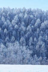 厳冬期富良野の景色　霧氷しいた木と雪原
